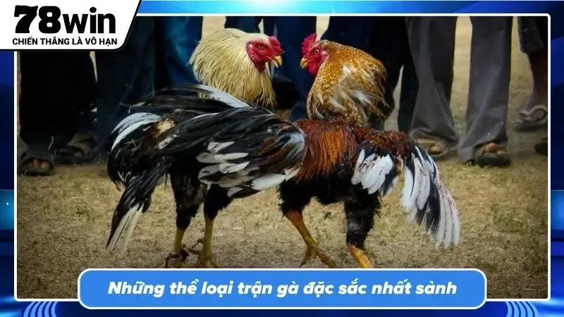 Đá gà gắn cựa kịch tính nhờ những pha tranh chấp đầy hiểm hóc