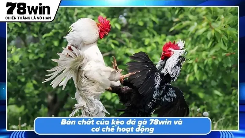 Toàn cảnh bảng cược đá gà với các cửa đặt và tỷ lệ thưởng trực quan