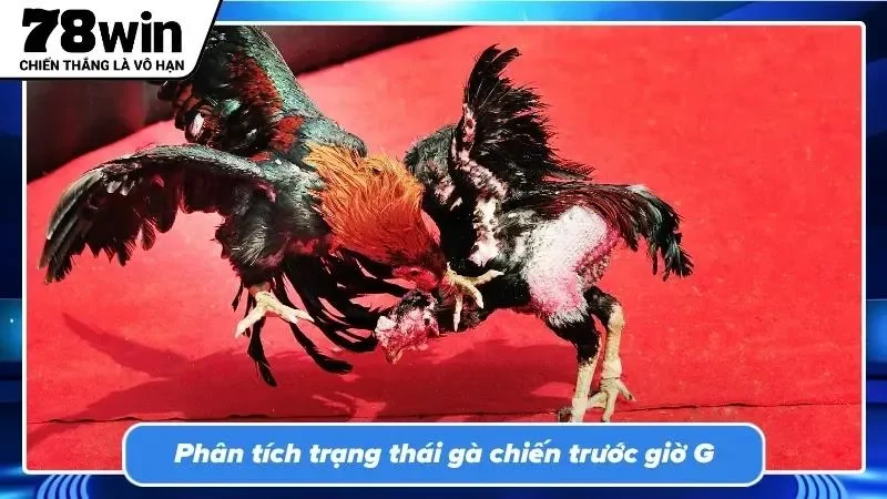 Quan sát thể trạng và phong độ chiến kê trước thời điểm bước vào thi đấu